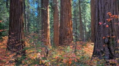 bigtrees_fall