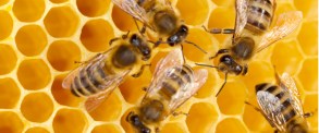 Small_bee-honeycomb